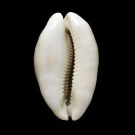 lynx 50,0mm ROSTRATE