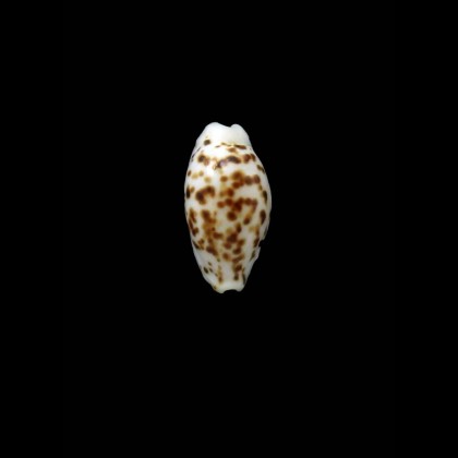 punctata 15,0mm NIGER