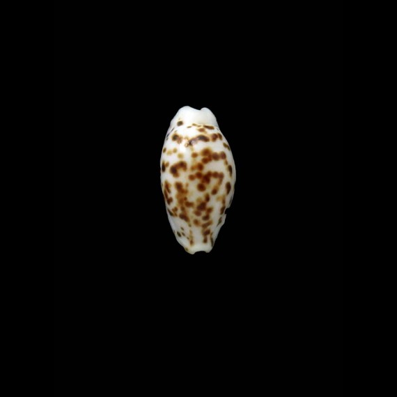 punctata 15,0mm NIGER