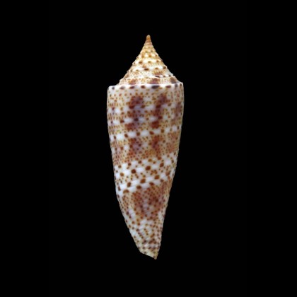 mirabilis 41,0mm SUPERB