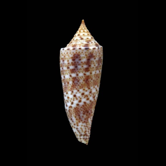 mirabilis 41,0mm SUPERB