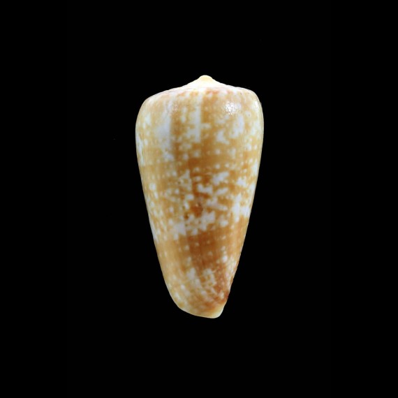 chiapponorum 46,0mm