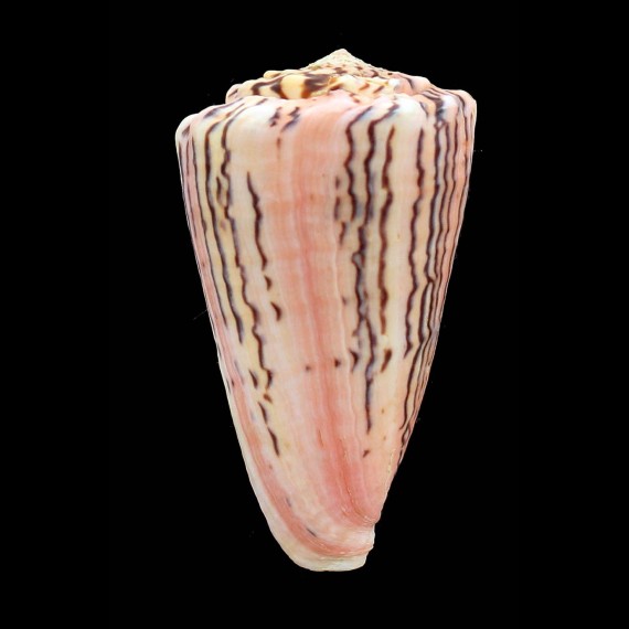 princeps 65,0mm