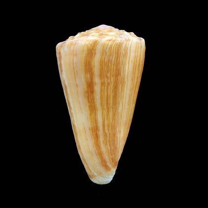 princeps lineolatus 58,4mm
