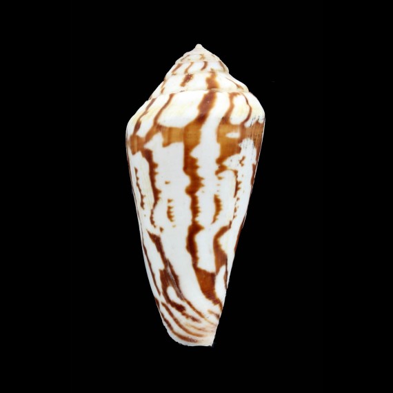 algoensis simplex 56,0mm