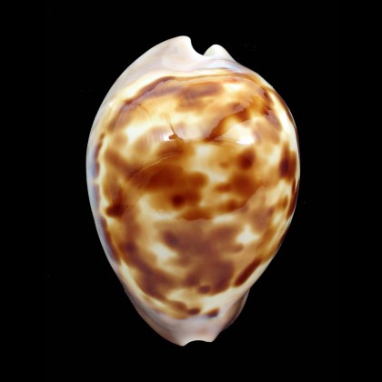 venusta roseopunctata 65,0mm