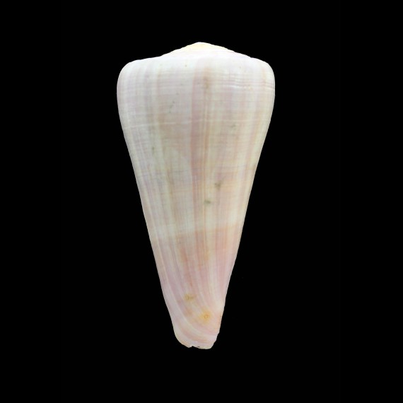 berdulinus 90,0mm