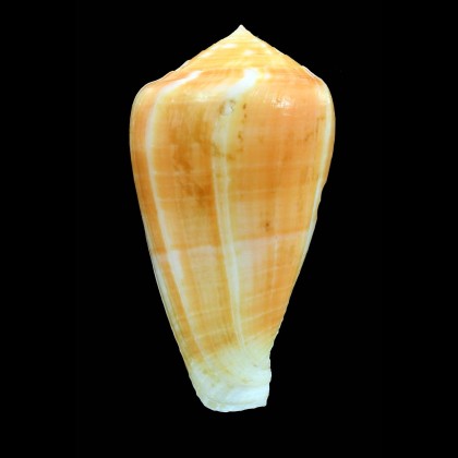 ermineus 77,0mm