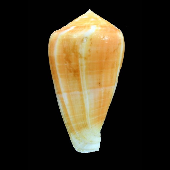 ermineus 77,0mm