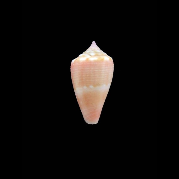 glenni 19,0mm
