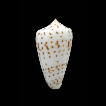 angioiorum 37,6mm