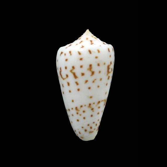 angioiorum 37,6mm