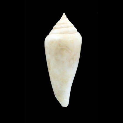 jeanmartini 67,1mm RARITY