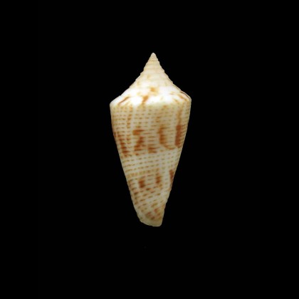 papuensis moylani 23,0mm RARITY