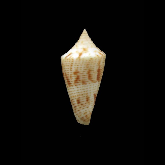 papuensis moylani 23,0mm RARITY