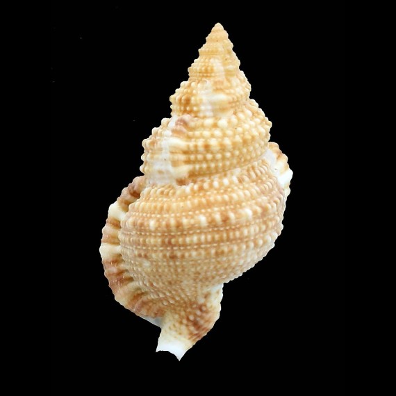 tenuisculpta 62,0mm