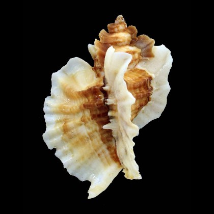 foliatum 79,5mm