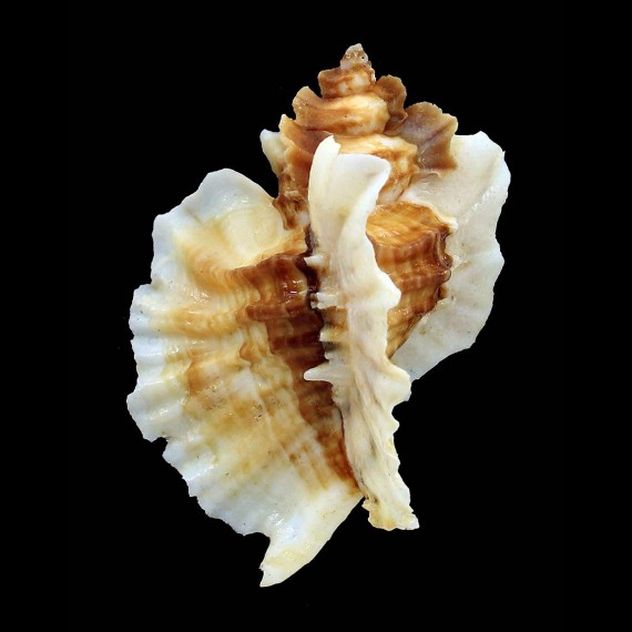 foliatum 79,5mm