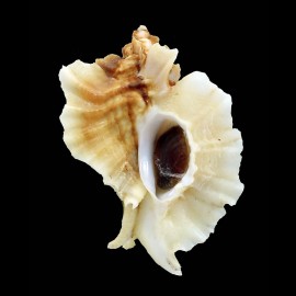 foliatum 79,5mm