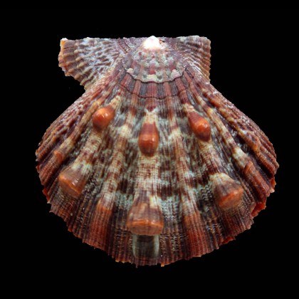 nodosus 58,0mm SUPERB