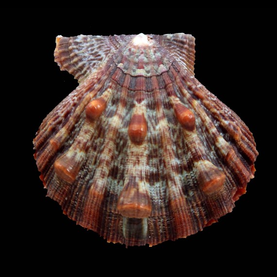nodosus 58,0mm SUPERB
