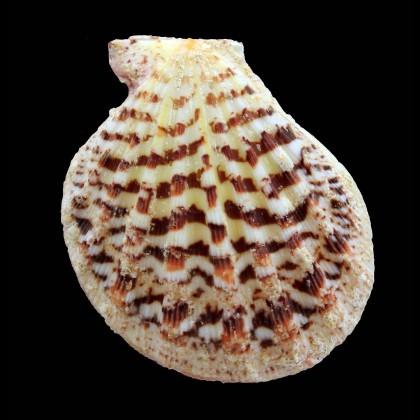 marybellae 59,8mm MONSTER