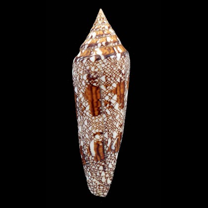 bengalensis 118,0mm