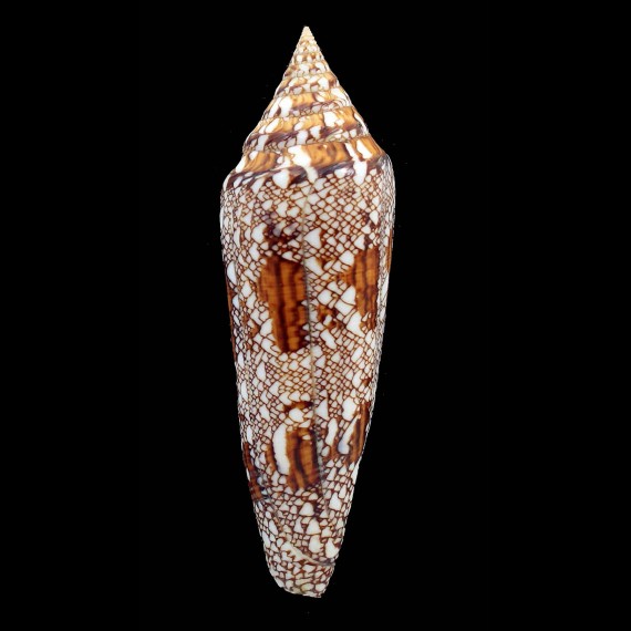 bengalensis 118,0mm