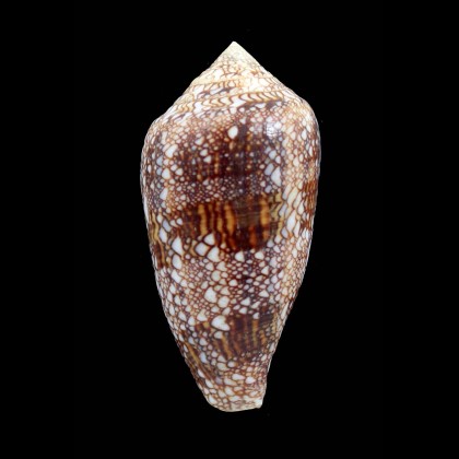 canonicus 69,0mm