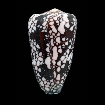 maritzaallaryae 71,0mm BIG