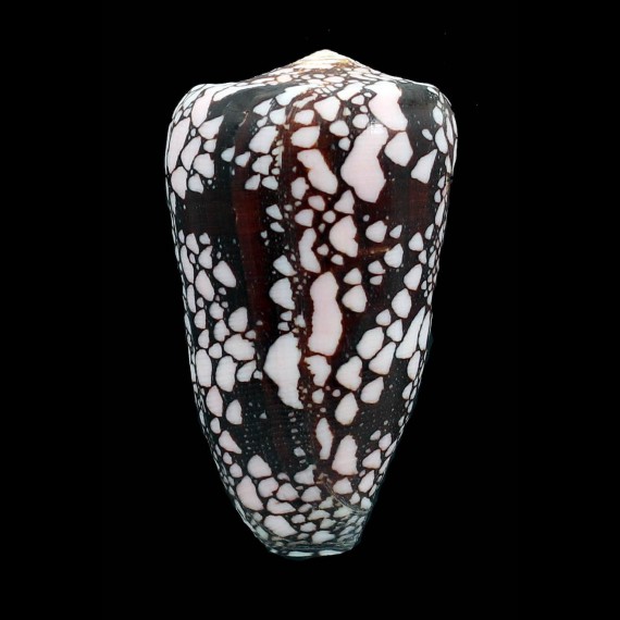 maritzaallaryae 71,0mm BIG