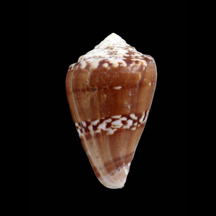 klemae 50,3mm DARK