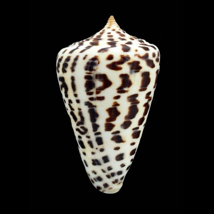spurius baileyi 63,6mm SUPERB