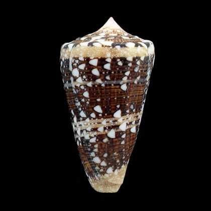 ammiralis 61,0mm