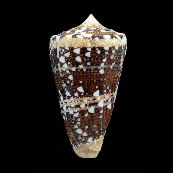 ammiralis 61,0mm
