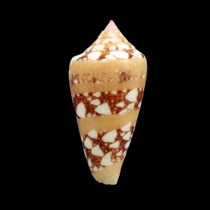 ammiralis 45,0mm SP