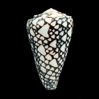 marmoreus crosseanus 67,0mm