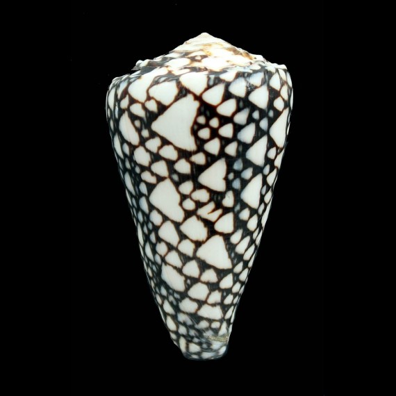 marmoreus crosseanus 67,0mm