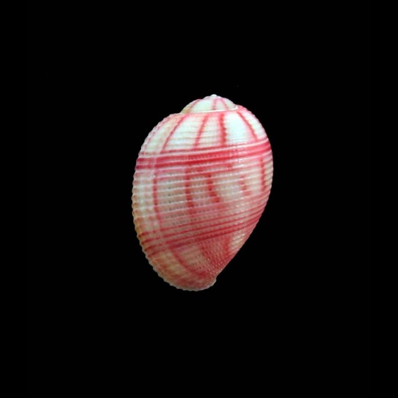 nobilis 17,0mm