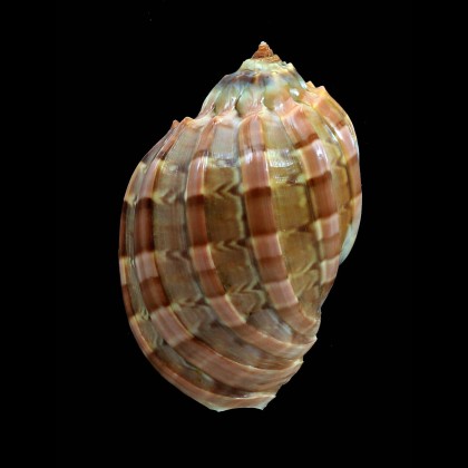 harpa 68,0mm SOMALIA