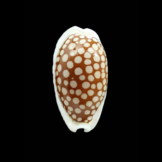 cribraria 39,0mm BIG