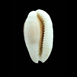cribraria 39,0mm BIG