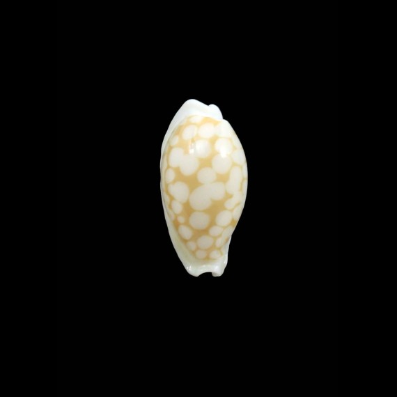 gaspardi 20,0mm RARE