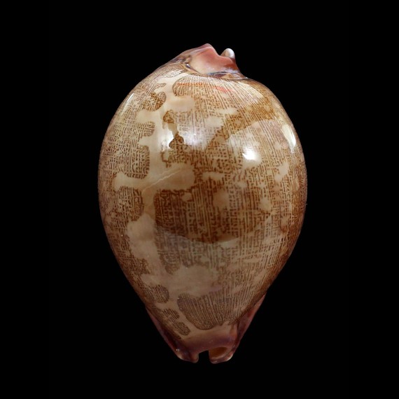 mappa panerythra 81,0mm