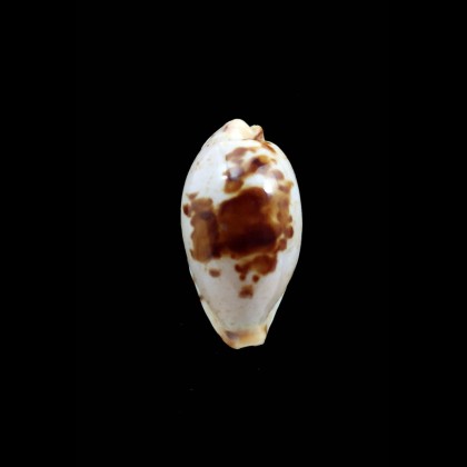 saulae 28,0mm