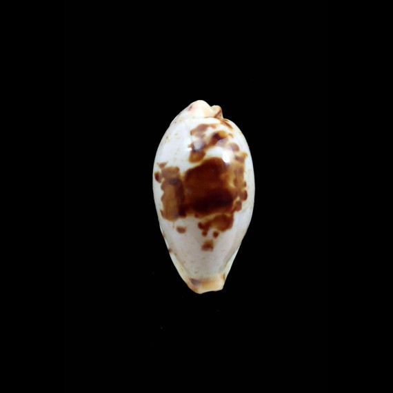 saulae 28,0mm