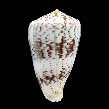 ermineus 76,5mm