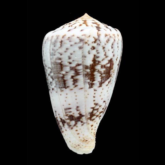 ermineus 76,5mm