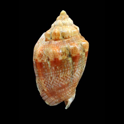 musica 70,0mm GOLDEN