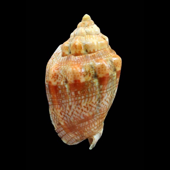 musica 70,0mm GOLDEN